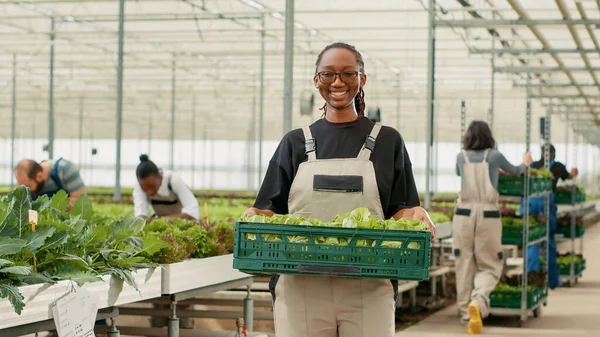 Portrait Organic Food Grower Showing Crate Fresh Lettuce Production Ready — 图库照片