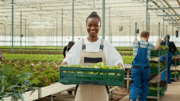 Portrait Smiling Woman Greenhouse Holding Crate Fresh Hand Picked Lettuce — ストック写真