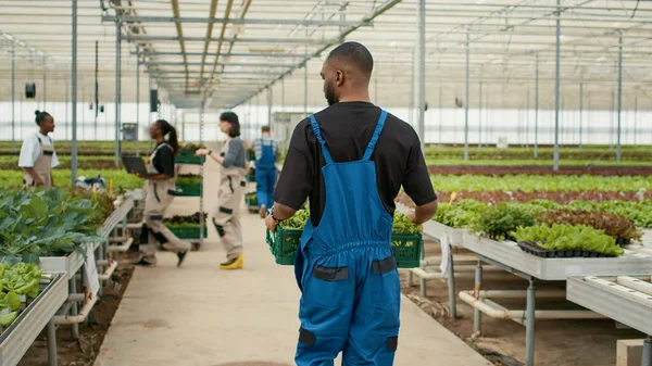 View Back African American Man Holding Crate Lettuce Walking Away — 스톡 사진