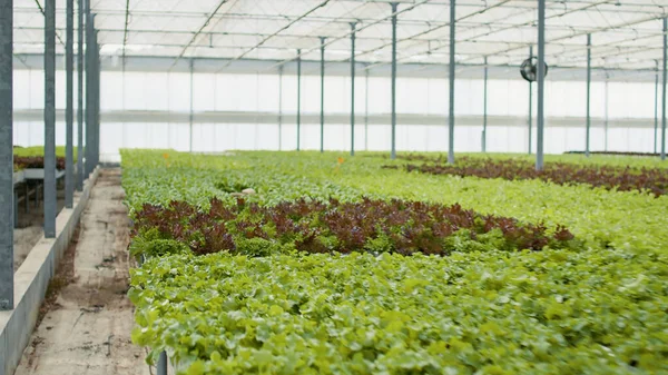 Different Types Fully Grown Lettuce Ready Harvest Empty Greenhouse Hydroponic — Fotografia de Stock