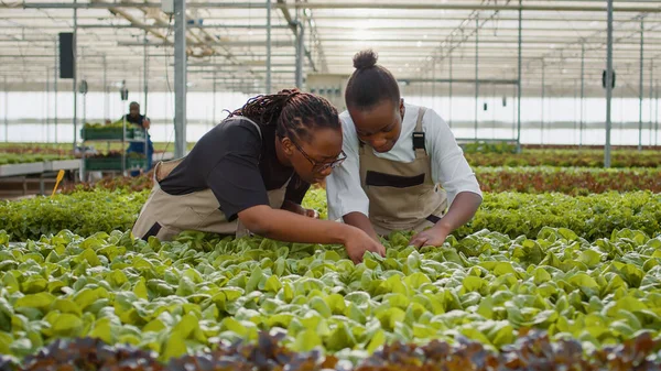 Two African American Women Inspecting Lettuce Ready Harvesting Looking Leaves — стоковое фото