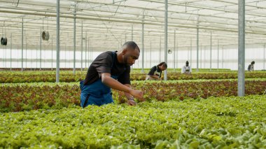 African american man working in greenhouse inspecting green lettuce crop for damage or pests. Diverse organic farm workers doing quality control in hydroponic enviroment for bio vegetables.