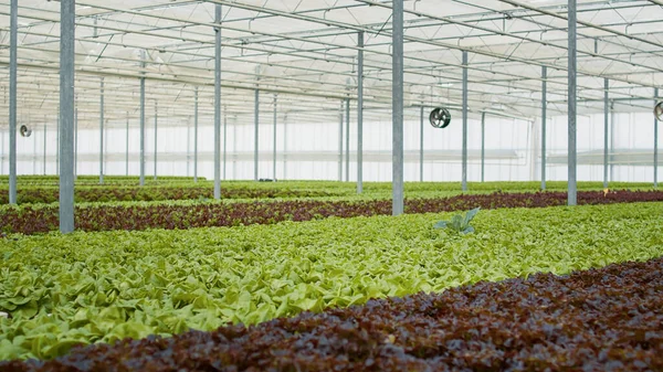 Selective Focus Bio Vegetables Being Cultivated Pesticides Organic Farm Ready — Fotografia de Stock