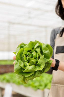 Closeup of vegetables farmer hands holding production of green lettuce from sustainable source grown in hydroponic greenhouse. Selective focus on fresh green salad grown without pesticides.