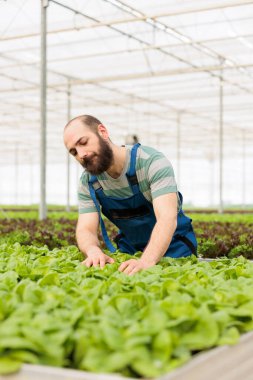 Greenhouse worker inspecting lettuce plants before harvesting checking for high quality for best yield. Farmer cultivating lettuce in hydroponic enviroment taking care of plants for optimal growth.