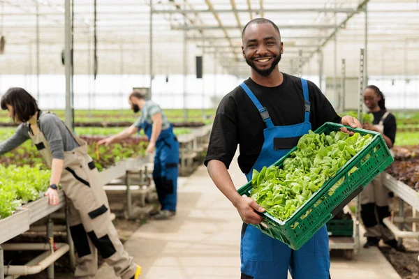 Portrait Smiling Bio Vegetables Farmer Showing Crate Fresh Green Lettuce — 스톡 사진