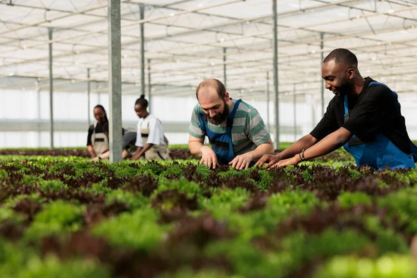 Diverse Men Women Working Greenhouse Inspecting Green Plants Crop Pests — 스톡 사진