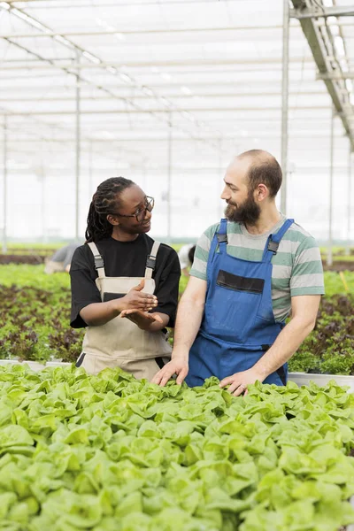 African American Farmer Caucasian Man Doing Quality Control Bio Lettuce — 图库照片