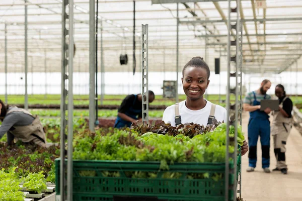 Portrait African American Greenhouse Worker Pushing Rack Crates Different Types — 스톡 사진