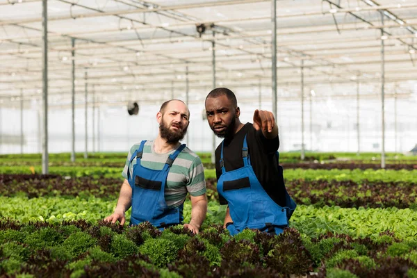 Diverse Men Working Hot Greenhouse Different Crops Bio Green Vegetables — Stock Photo, Image