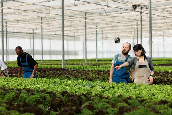 Man Woman Cultivating Salad Hydroponic Enviroment Pointing Another Row Bio — Fotografia de Stock