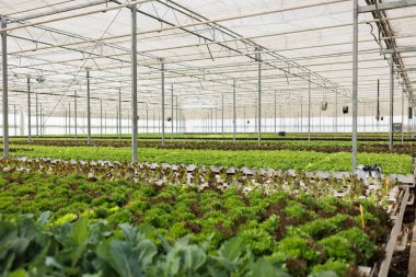 Nobody in hydroponic organic farm with organic bio fresh lettuce being cultivated for delivery to local restaurants and vegetable market. Empty greenhouse with fully grown different plants types.