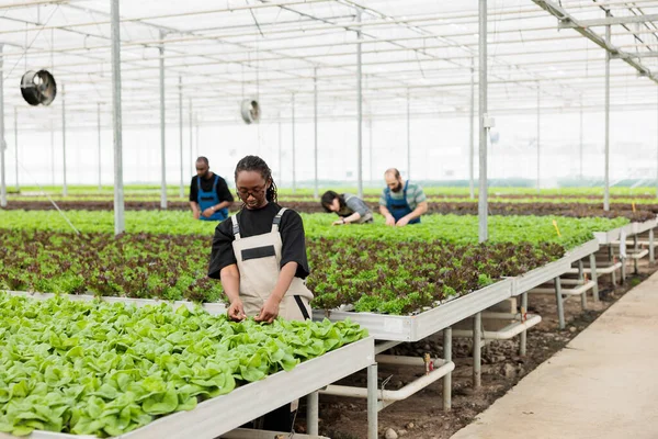African american woman inspecting lettuce doing quality control looking at green leaves in greenhouse. Agricultural engineer cultivating organic plants checking for pests in hydroponic enviroment.