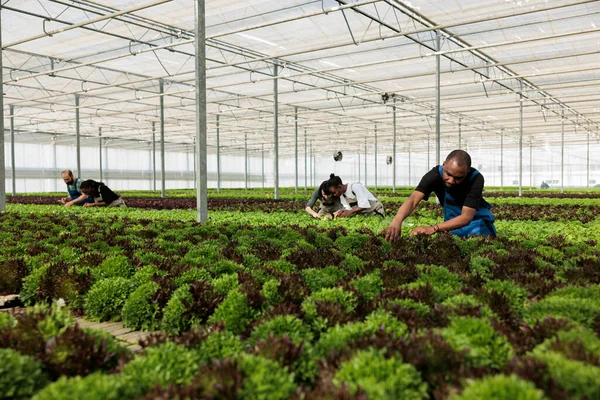 Diverse Group Greenhouse Workers Working Hard Doing Quality Inspection Green — Stockfoto
