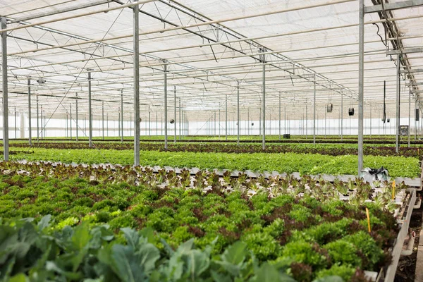 Nobody in hydroponic organic farm with organic bio fresh lettuce being cultivated for delivery to local restaurants and vegetable market. Empty greenhouse with fully grown different plants types.