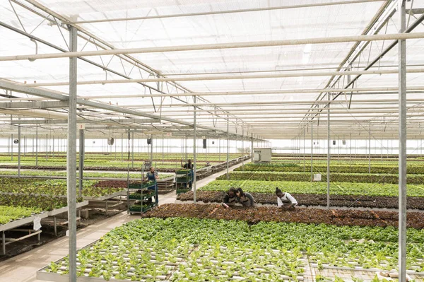 Top View Diverse People Working Greenhouse Gathering Green Vegetables Pushing — Fotografia de Stock