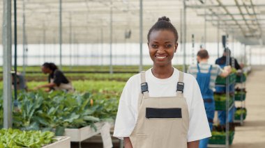 Portrait of african american woman posing happy in organic crops and vegetables farm while diverse workers push crates with crops. Smiling farm worker in greenhouse standing in hydroponic enviroment.