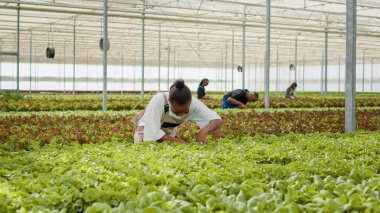 African american farmer in greenhouse taking care of lettuce plants removing damaged plants for best crop quality. Woman working in hothouse doing inspection looking for unhealthy seedlings.
