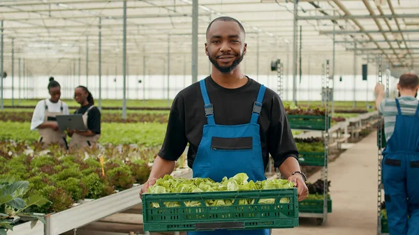 Portrait African American Man Holding Crate Fresh Lettuce Production Ready — Stockfoto