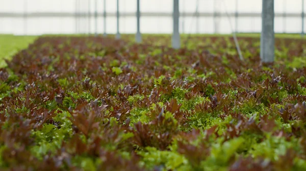Closeup Fully Grown Vegetable Plants Organic Soil Ready Harvest Delivery — Fotografia de Stock
