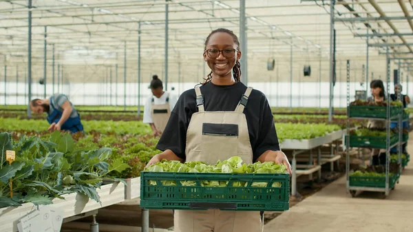 Portrait African American Worker Greenhouse Holding Crate Green Lettuce While — 图库照片
