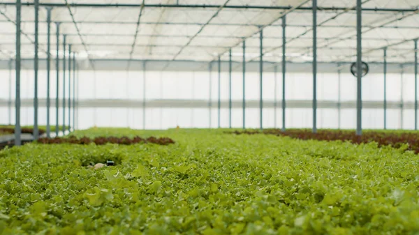 People Greenhouse Plots Organic Green Lettuce Fully Grown Ready Harvesting — Fotografia de Stock