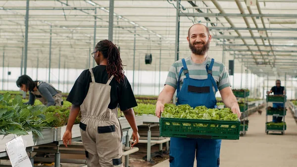 Portrait Caucasian Man Greenhouse Smiling While Holding Crate Organic Vegetagles — 스톡 사진