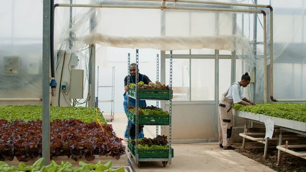 African American Farm Worker Entering Greenhouse While Pushing Rack Crates — Stockfoto