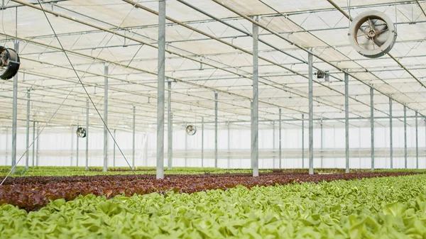Nobody Hydroponic Organic Farm Bio Fresh Lettuce Being Cultivated Delivery — Fotografia de Stock