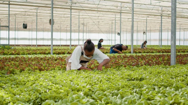 African American Farmer Greenhouse Taking Care Lettuce Plants Removing Damaged — Stock fotografie