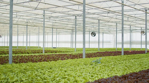 Empty Hydroponic Enviroment Organic Food Being Grown Pesticides Delivery Vegan — Stockfoto