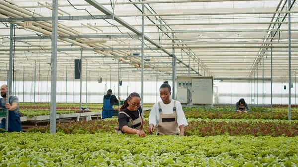 Два Африканских Американских Работника Оранжереи Стоят Между Рядами Салатных Культур — стоковое фото
