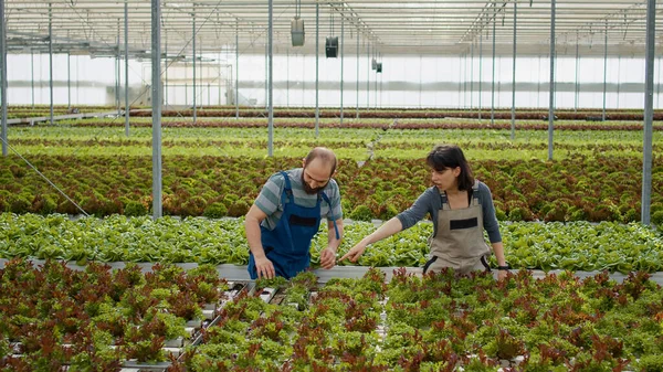 Man Woman Working Cultivating Salad Hydroponic Enviroment Gathering Bio Green — Fotografia de Stock