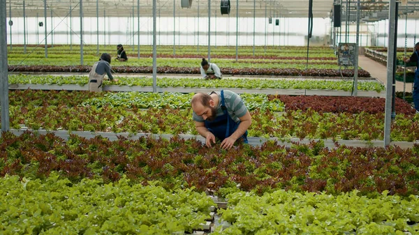 Caucasian Man Working Greenhouse Inspecting Lettuce Plants Checking High Quality — Fotografia de Stock