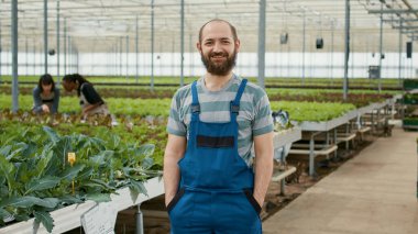 Portrait of smiling man posing with arms in overall pockets standing in greenhouse with crates of fresh lettuce ready for delivery. Organic farm worker looking happy in bio vegetables local business.