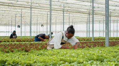 African american woman working in hothouse doing inspection looking for unhealthy seedlings before harvesting crops. Organic farm worker in greenhouse taking care of lettuce plants for best quality.