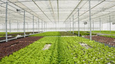 Hydroponic enviroment in greenhouse with ventilation system with big fans growing different types of organic lettuce for local market. Bio food being grown organically with no pesticides.