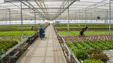Two diverse greenhouse workers pushing racks with crates of organic fresh vegetables ready for delivery to local stores and supermarkets. Team of lettuce pickers working hard in hydroponic enviroment.