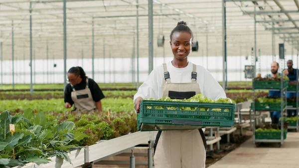 アフリカ系アメリカ人の温室労働者が手摘みレタスでクレートを保持し 多様な男性が作物でクレートをプッシュする肖像画 水耕栽培環境で毎日の生産を示す笑顔の女性 — ストック写真