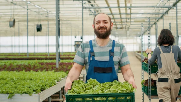 Portrait of farm worker walking and holding crate with organic vegetagles while looking at colleagues in greenhouse. Caucasian man smiling while moving fresh batch of hand picked lettuce for delivery.