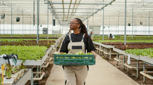 정원을 아프리카 미국인 여성에게 웃음을 살충제 양상추를 나르는 농장주 — 스톡 사진