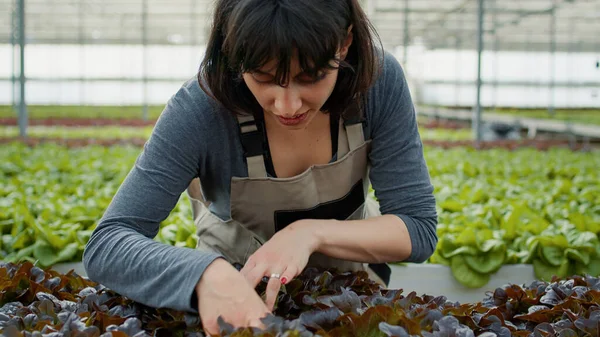 采收前 在温室检查莴苣植物检查受损植株时的高加索妇女的画像 水栽环境中的农业工人对生物作物进行质量控制 — 图库照片