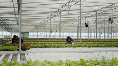 İki farklı sera işçisi, marul mahsulleri arasında durup fabrikalarda hasar olup olmadığını kontrol ediyorlar. Afrika kökenli Amerikalı kadın ve Kafkasyalı tarım işçisi hidrofonik çevrede kalite kontrolü yapıyorlar..
