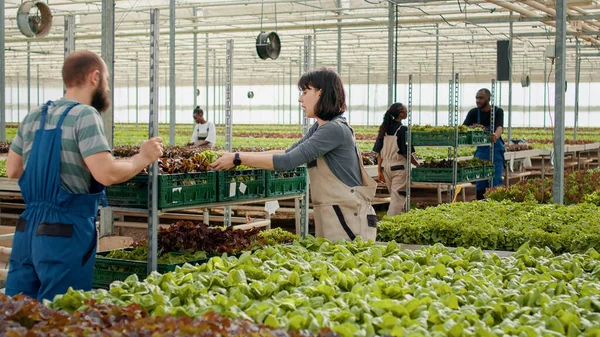 Kavkazský Farmářský Sběrač Sbírající Ekologický Zelený Salát Nakládající Bednu Polici — Stock fotografie