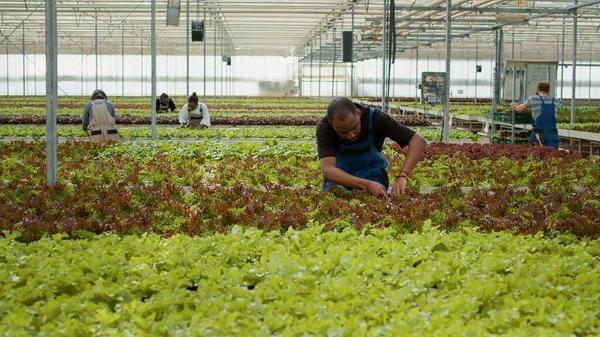 Homem Afro Americano Trabalhando Casa Vegetação Inspecionando Plantas Alface Verificando — Fotografia de Stock