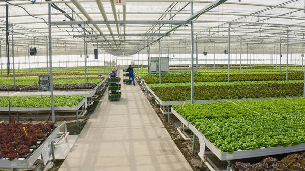 Dois Trabalhadores Estufa Diversificados Empurrando Racks Com Caixas Vegetais Frescos — Fotografia de Stock