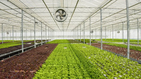 Řady Různých Druhů Organického Hlávkového Salátu Bio Zeleniny Pěstované Bez — Stock fotografie