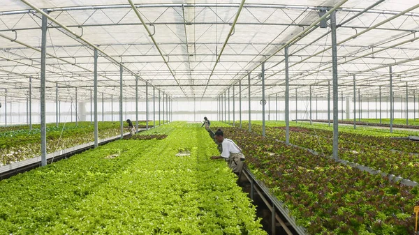 Los Trabajadores Agrícolas Cultivan Alimentos Orgánicos Ambiente Hidropónico Empujando Cajas — Foto de Stock