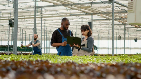 两个不同的有机农场工人使用笔记本电脑与农业管理软件 并指向一排生菜作物 举办手提式计算机规划收获活动的男女 — 图库照片