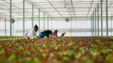 Marul toplayıcıları serada çalışıyor, marul hasat ediyor, kalite kontrol yapıyor, hasarlı yaprakları ve fideleri temizliyor. Teslimattan önce hidrofonik ortamda vegan gıda yetiştiren organik tarım işçileri.